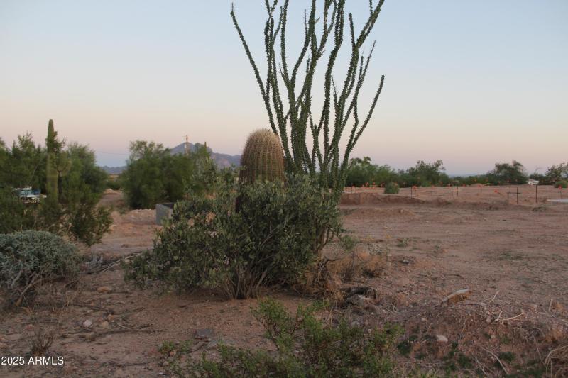 ocotillo and cacti