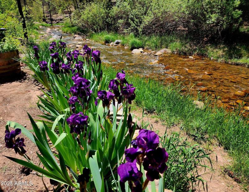 backyard summer blooms