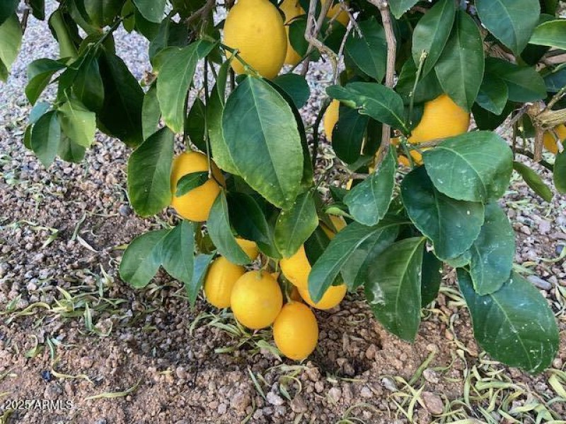 Utica Meyer Lemon Dwarf