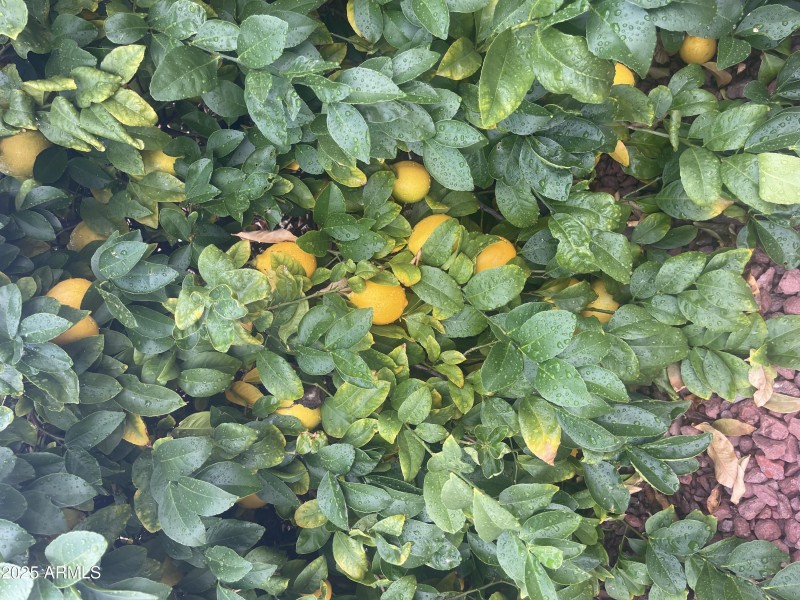 ABUNDANT CITRUS