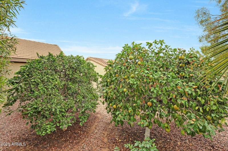 Citrus Trees