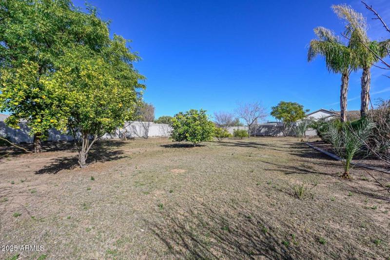 Backyard-Citrus Trees