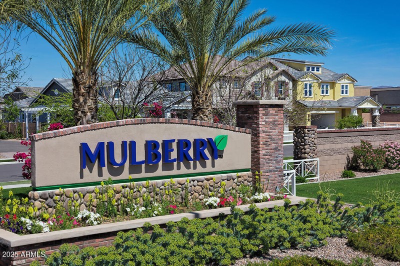Mulberry-1-p