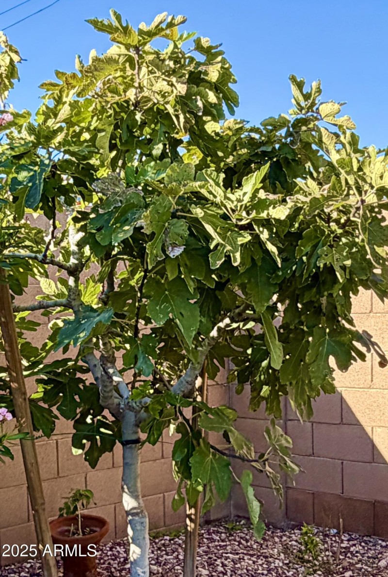 Fig Tree