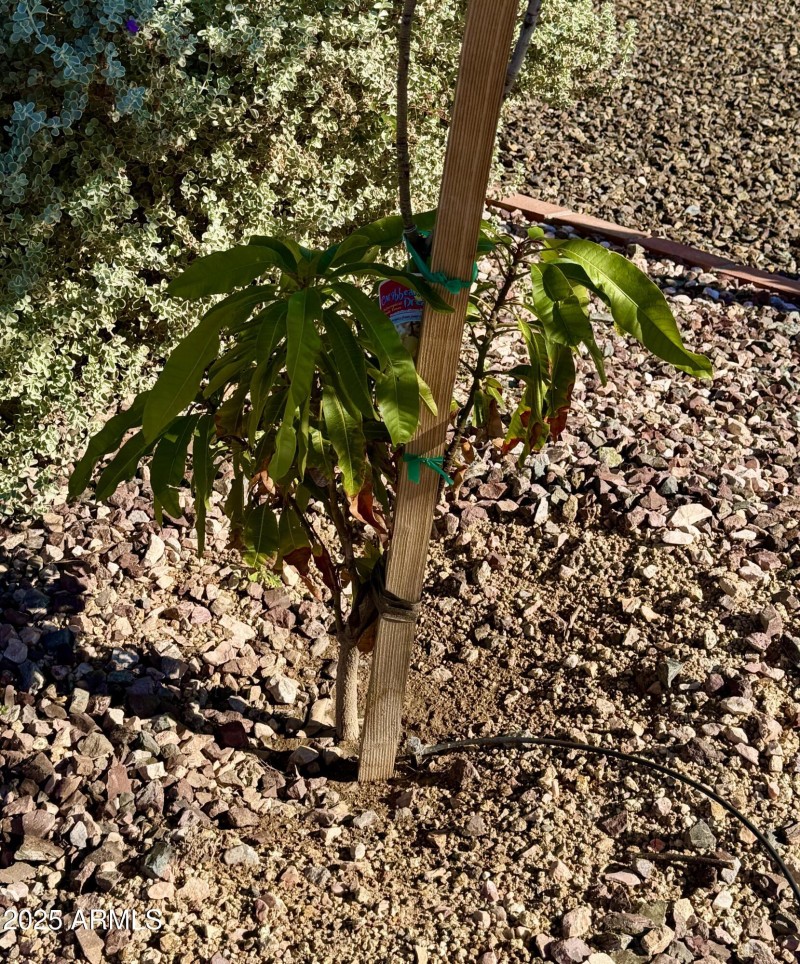 Mango Tree