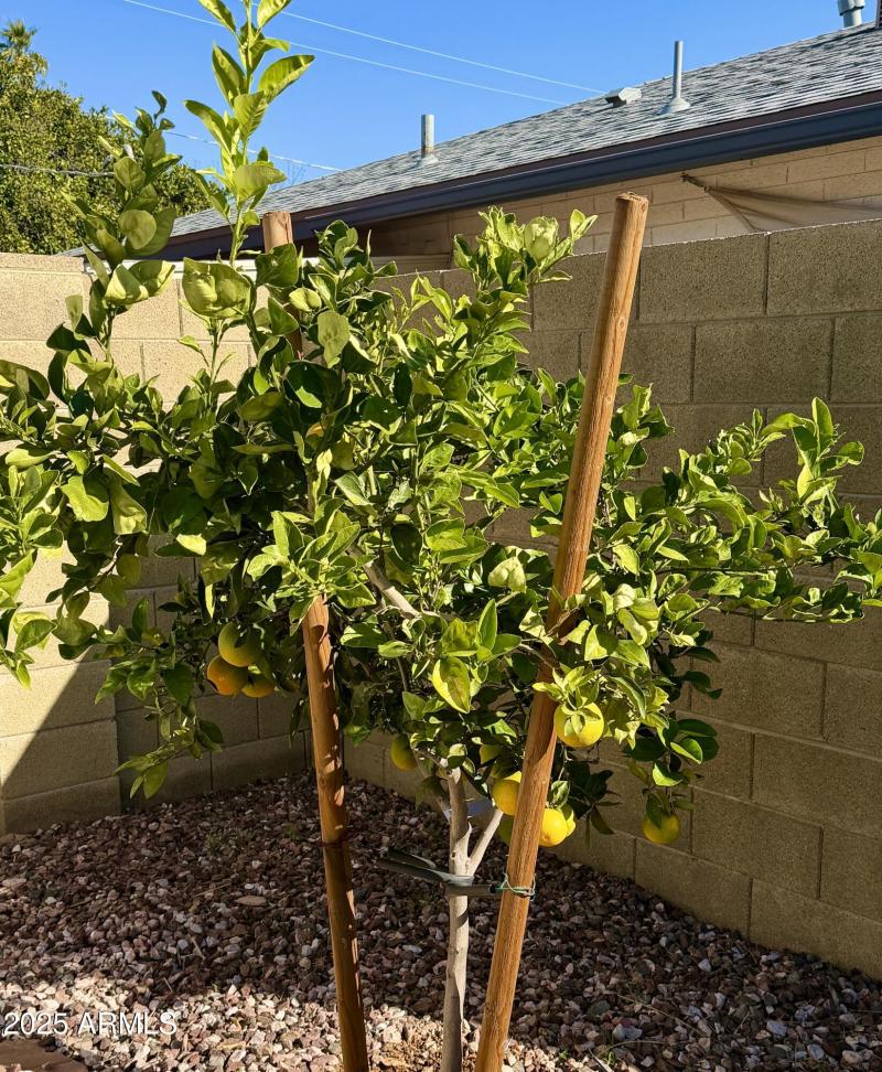 Orange Tree 2
