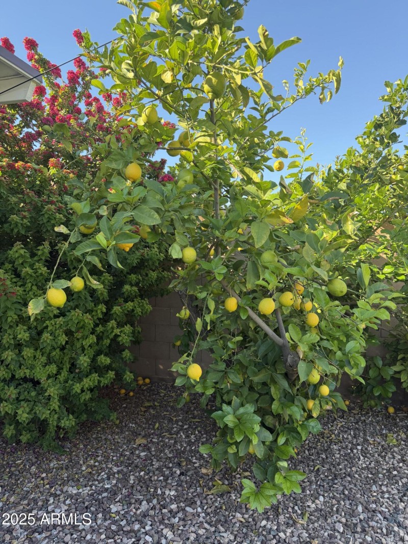 Lemon Tree