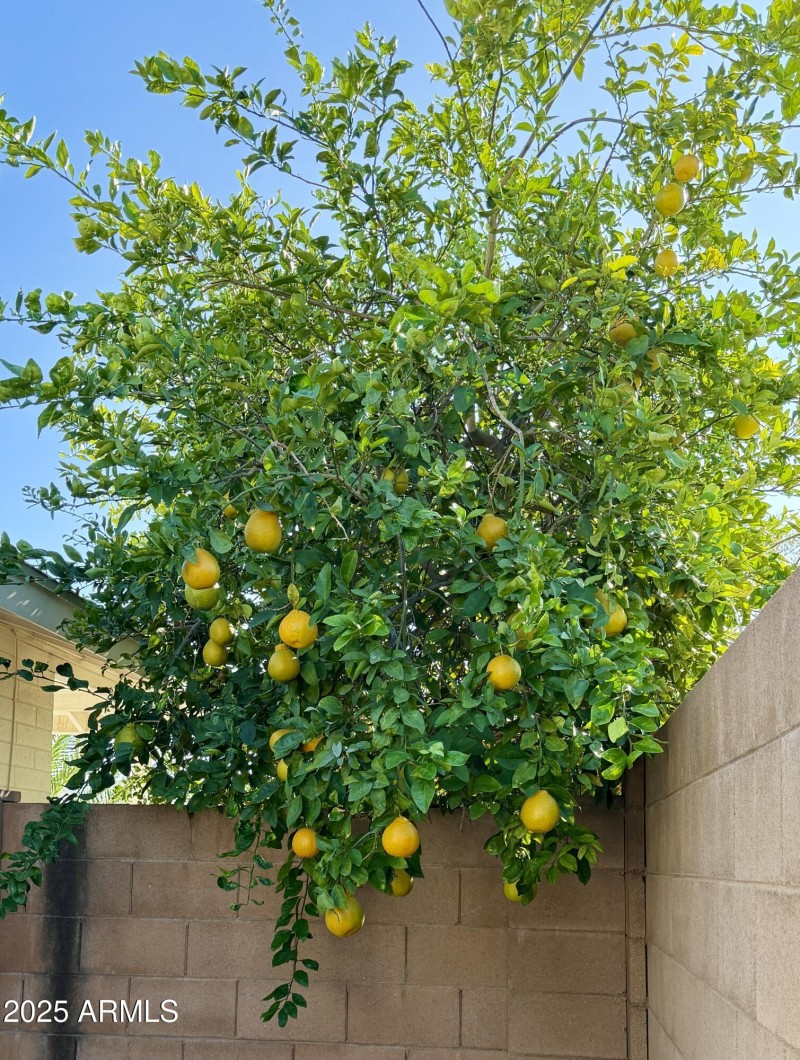 Orange Tree