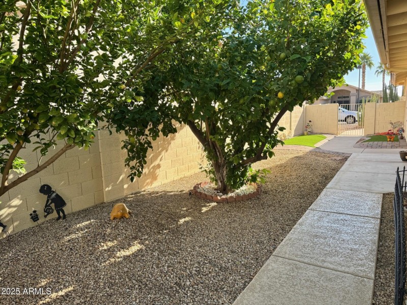 Side yard with Lemon and Lime trees