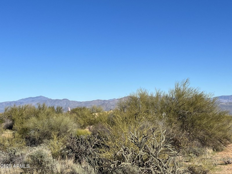 Lush Desert Vegetation