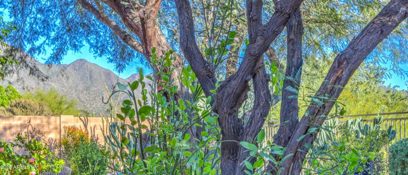 Beautiful Garden Views