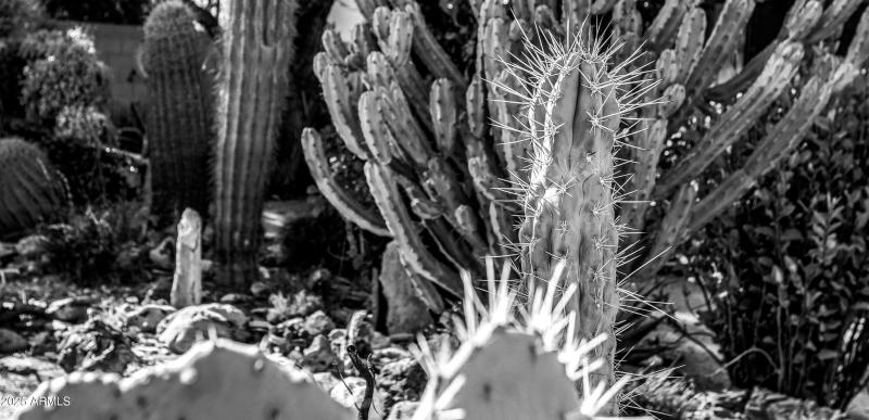 Gorgeous Cacti Detail