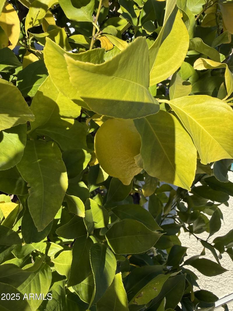 Lemon Tree
