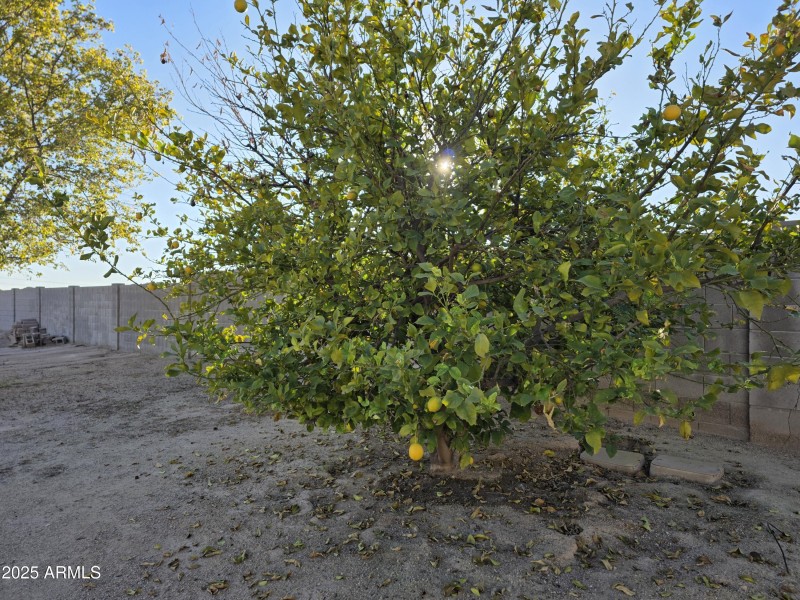 Lemon Tree