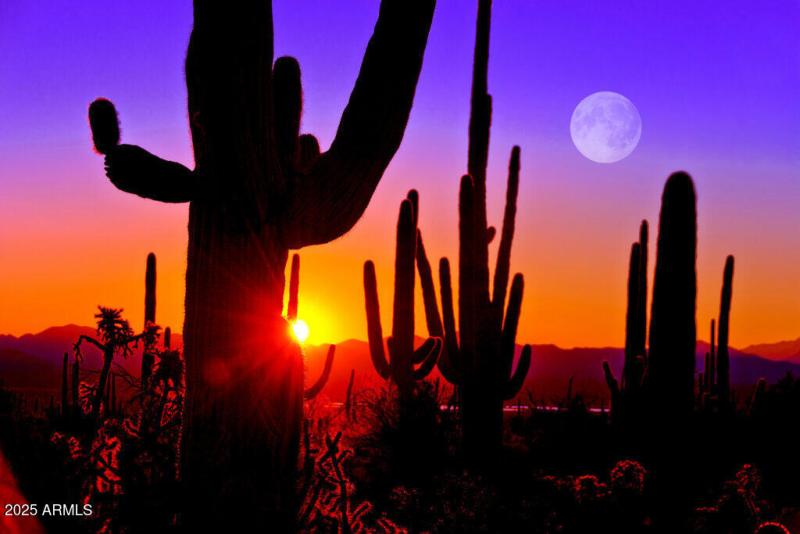 Saguaro sunset