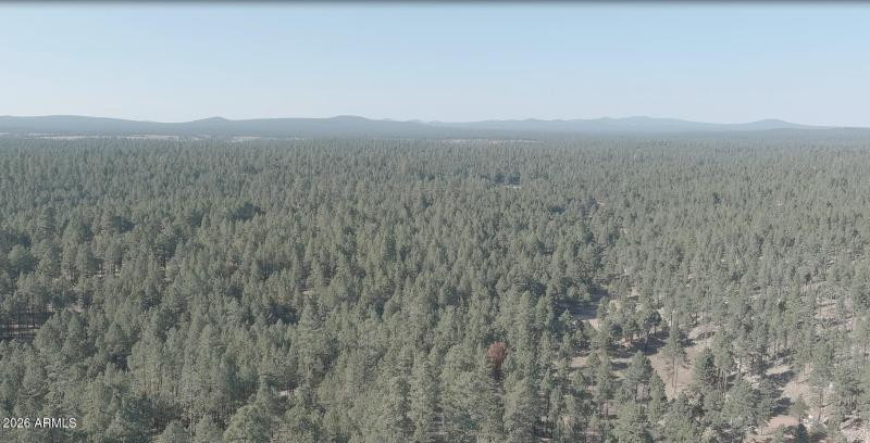 Heavily Treed Lot