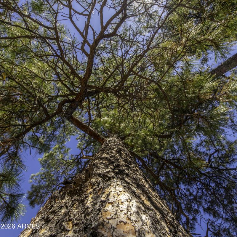 Towering Pines
