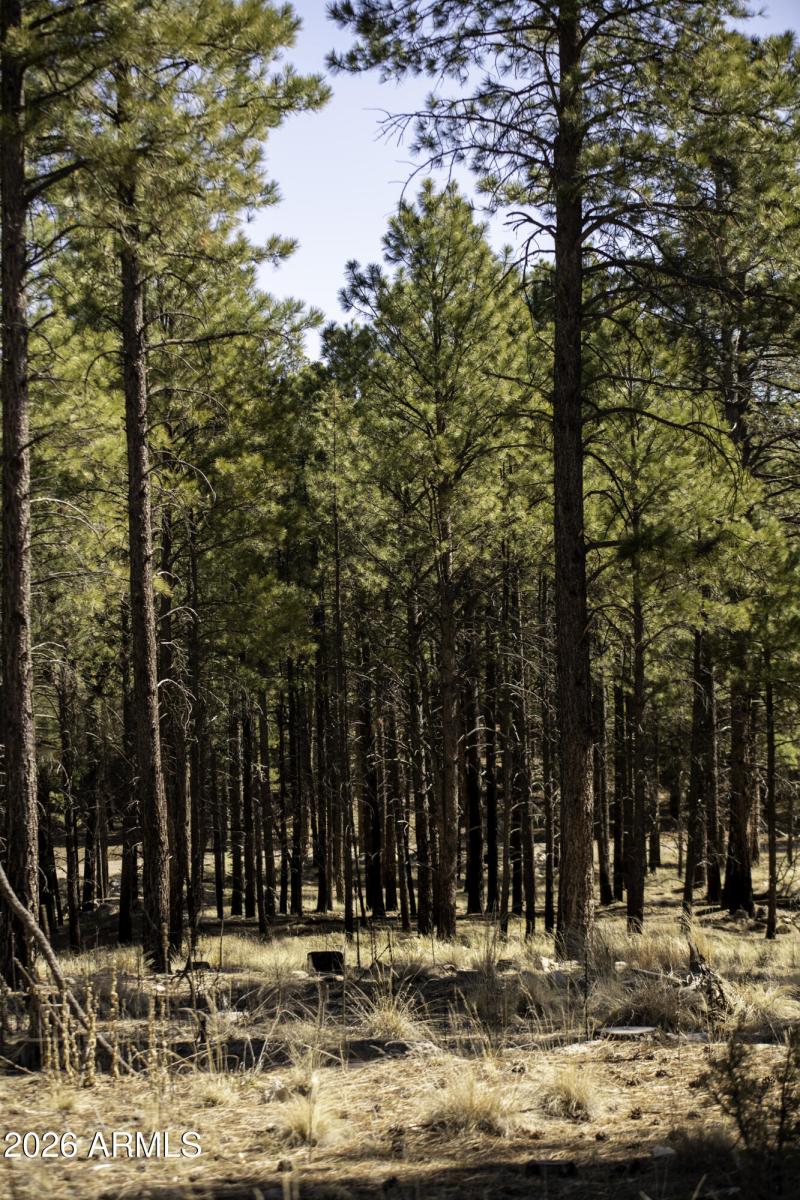 Heavily Treed