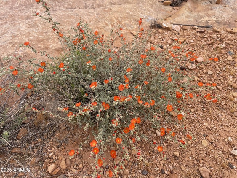 spring wildflower 3