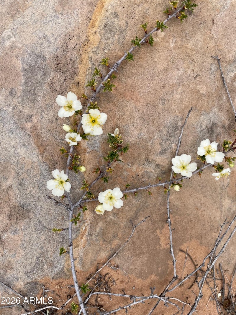 spring wildflower 4