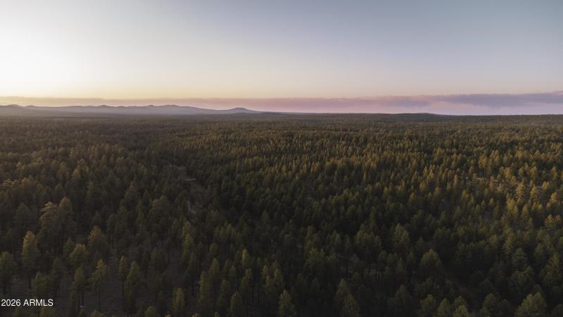 Forest Forever