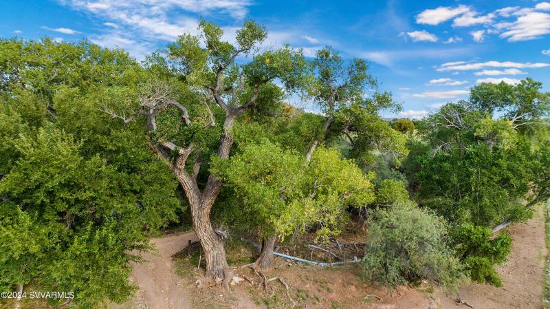 Sycamore & Cottonwood Groves
