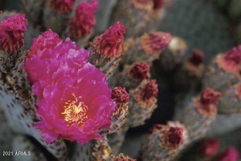 Sonoran Desert