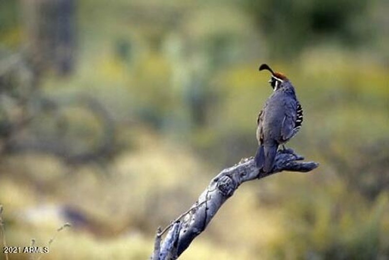 Sonoran Wildlife
