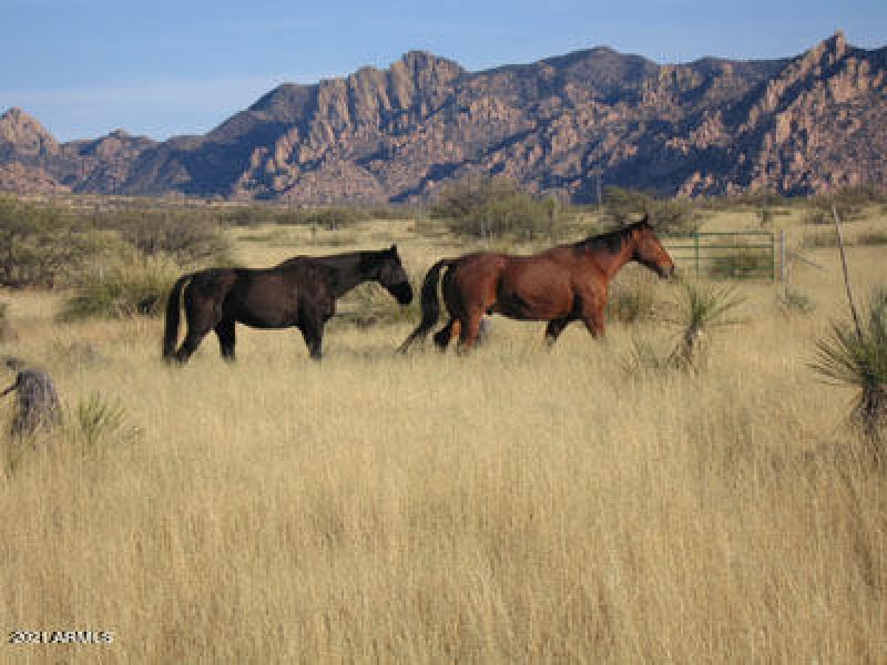 HORSES