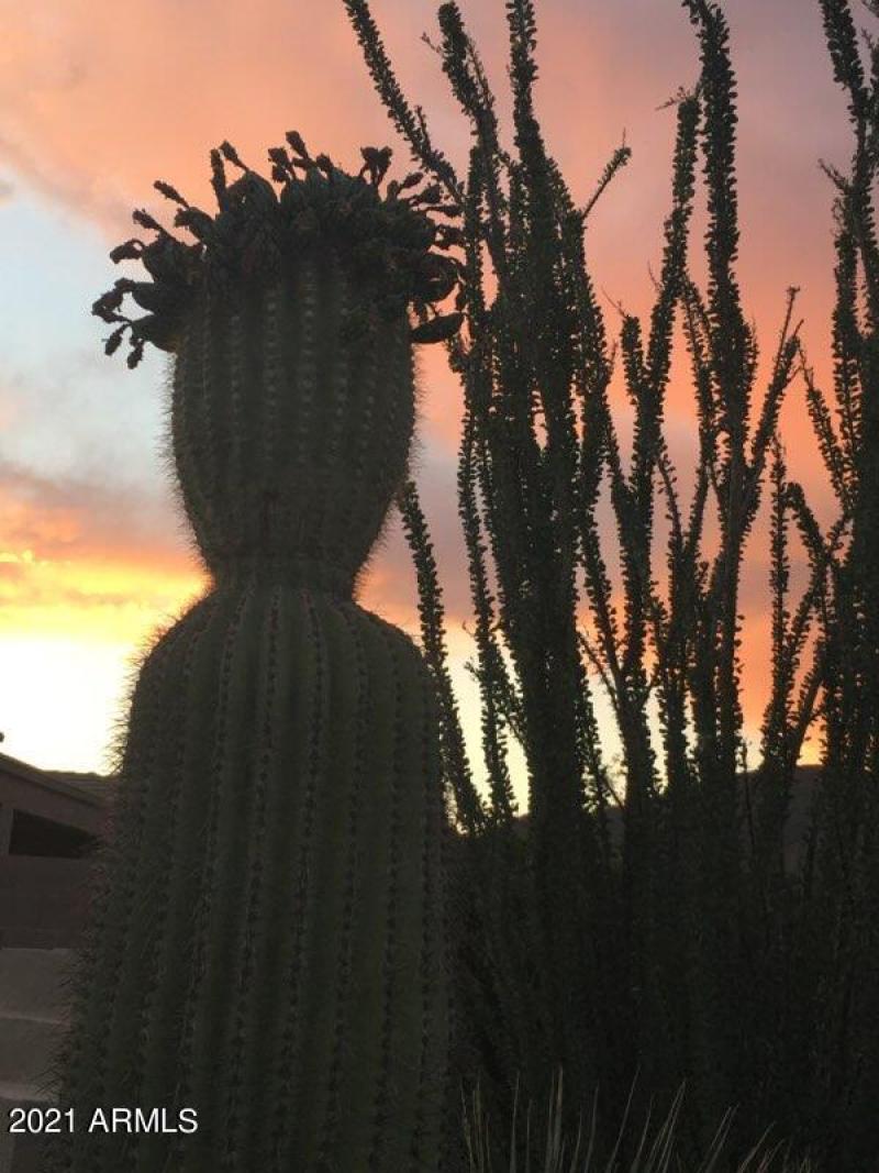 41609 N Signal Hill Ct