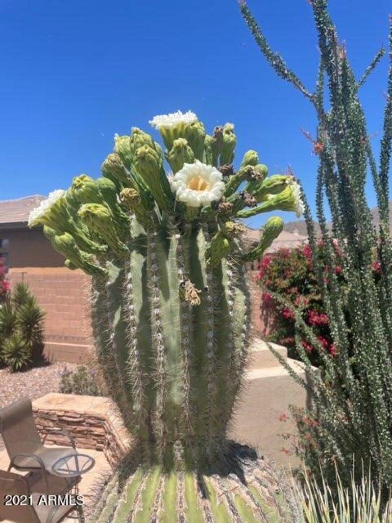 41609 N Signal Hill Ct