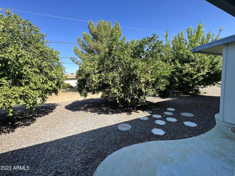 Backyard citrus trees