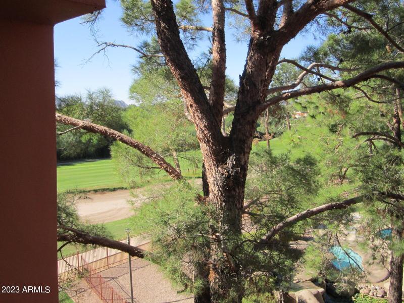 15 449 PEEKING THROUGH THE PINES