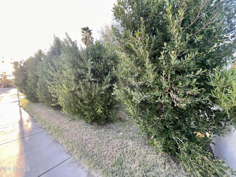Home blocked from sidewalk- untrimmed