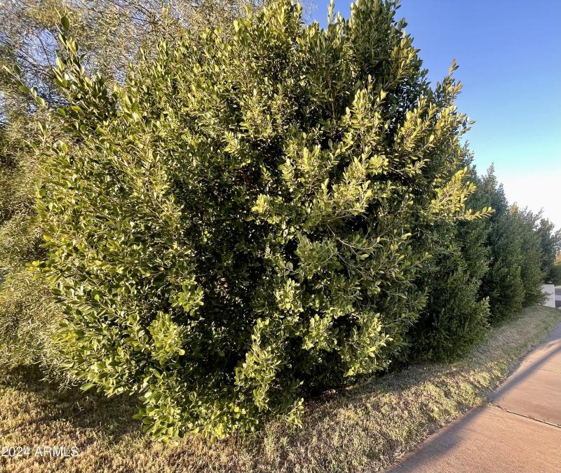 Huge trees around yard