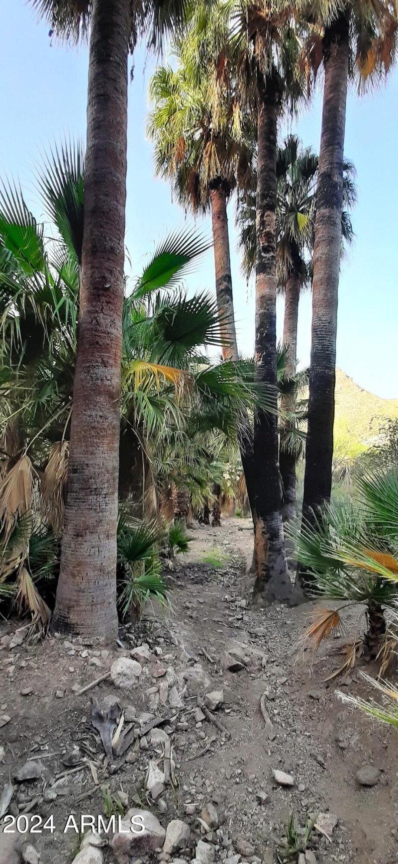 palm canyon 3
