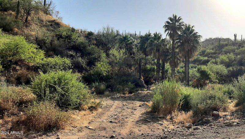 driveway palm canyon