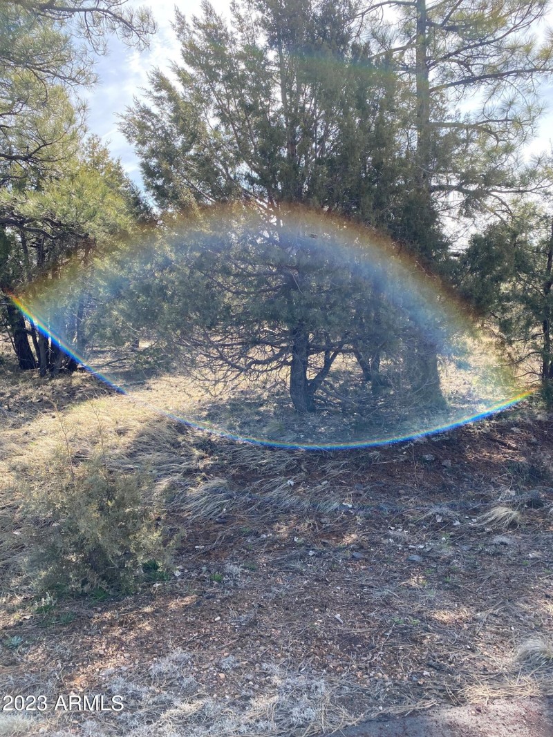 5481 Red Squirrel Lane 2