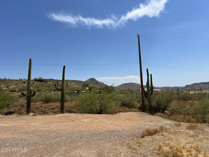 Mature Desert Vegetation