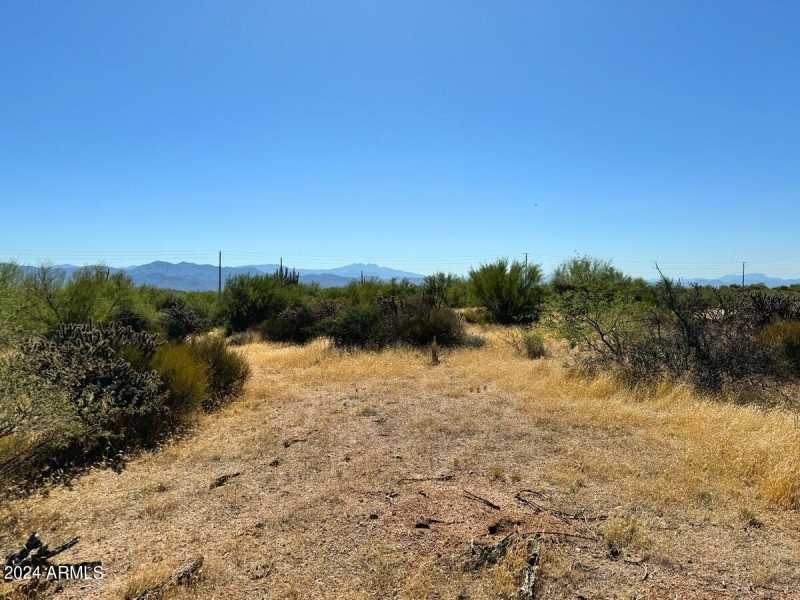Lush Desert Vegetation