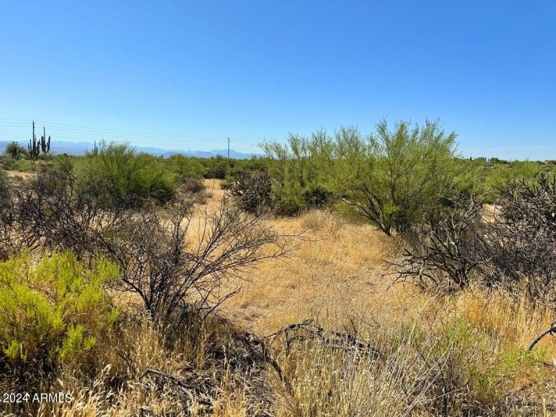 Lush Desert Vegetation