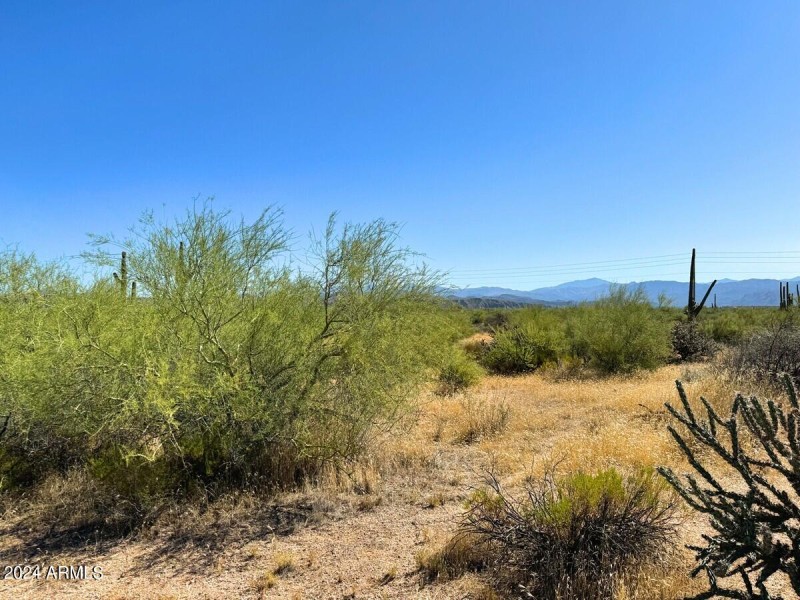 Mature Desert Vegetation