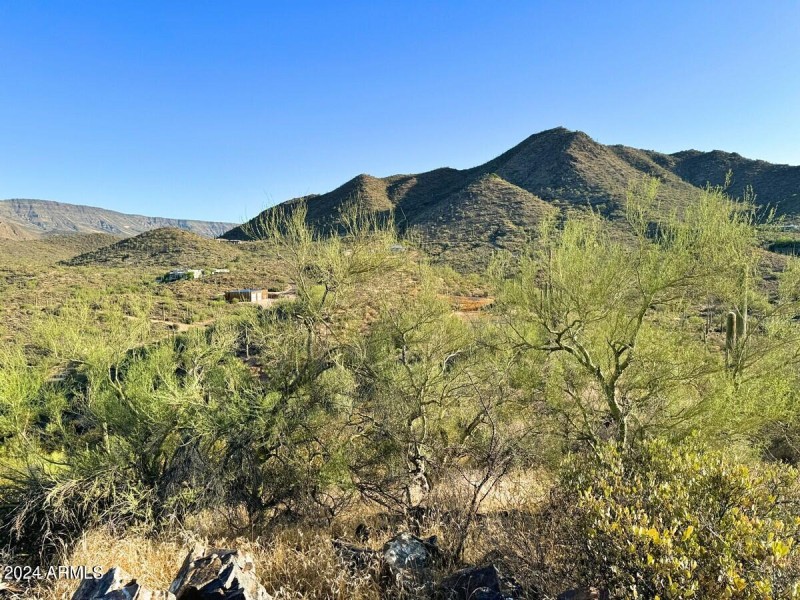 Lush Natural Desert Vegetation
