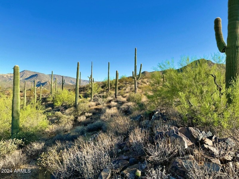 Beautiful Mature Saguaros
