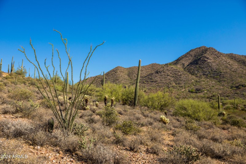 Lush Desert Vegetation