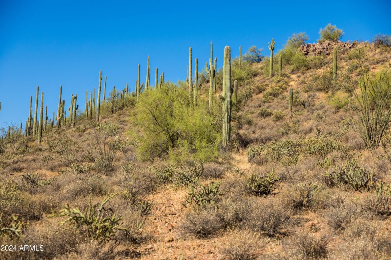 Mature Saguaros