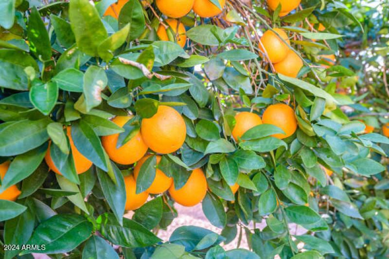 46095-135424-DZfhByPSvpgNezb--cuutAdwW37