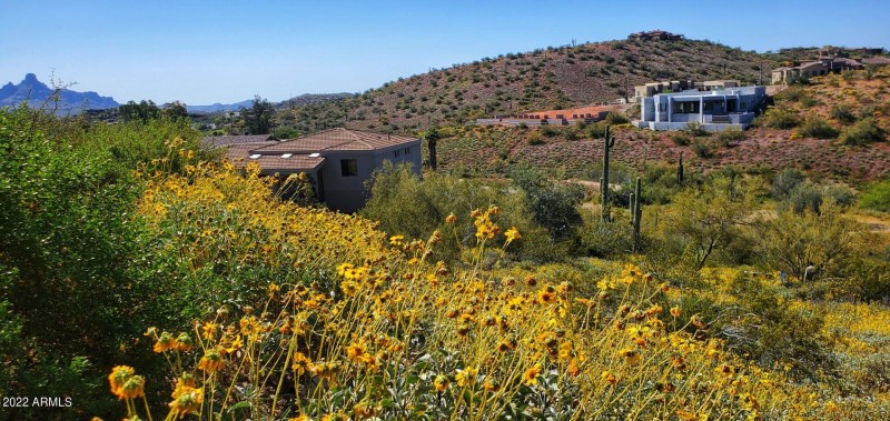 Flowers in bloom on lot