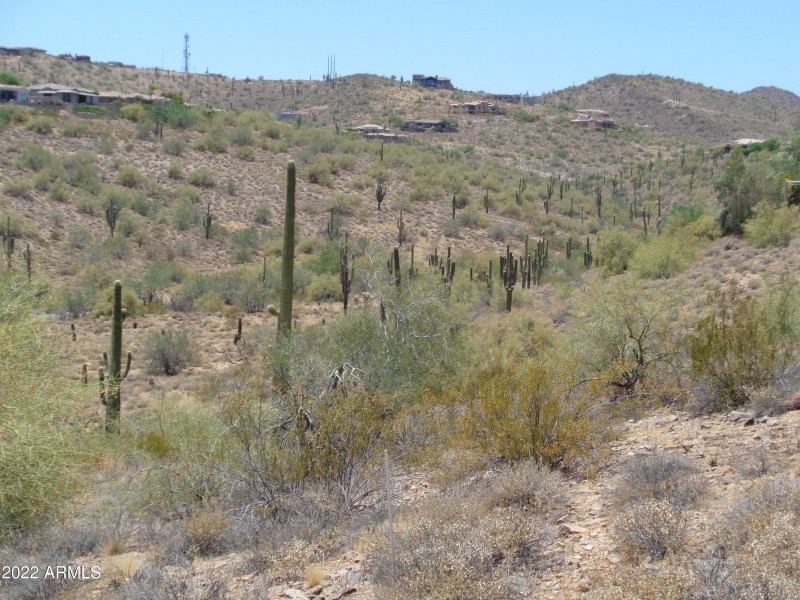 Forest of Saguaros up wash