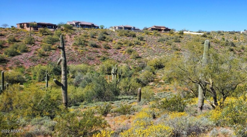 Saguaros next to wash